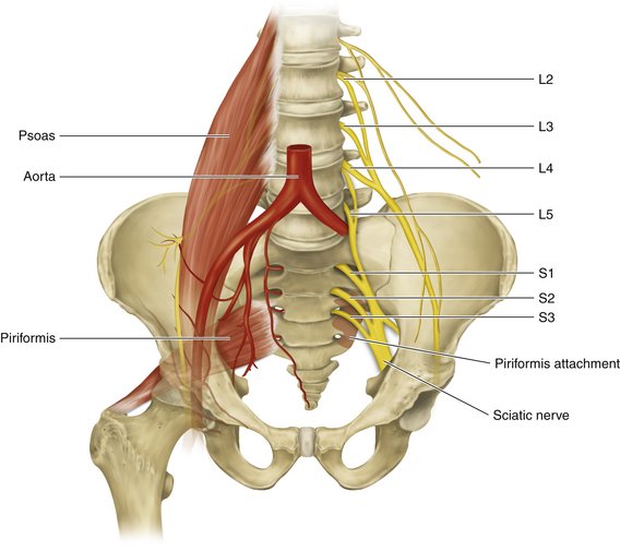 The sciatic nerve is the longest nerve in the body, which could be why it has such a significant effect 